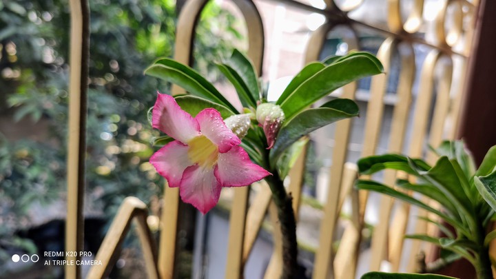 adenium