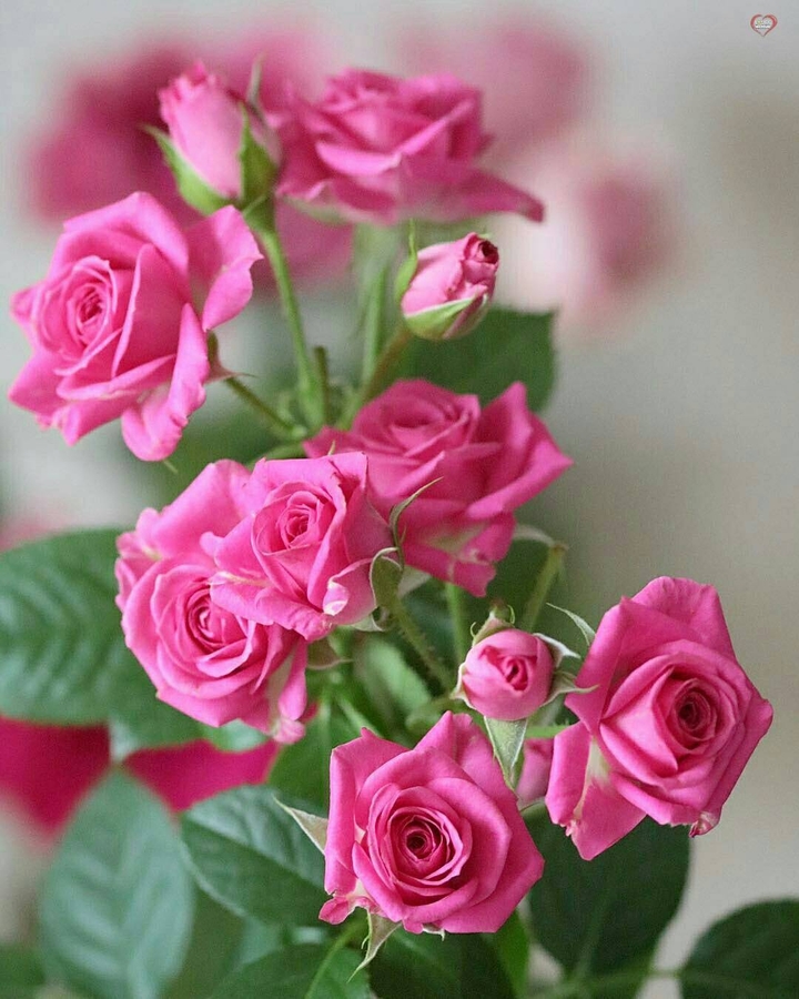 Roses růže