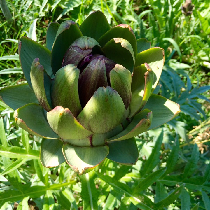 Doğa