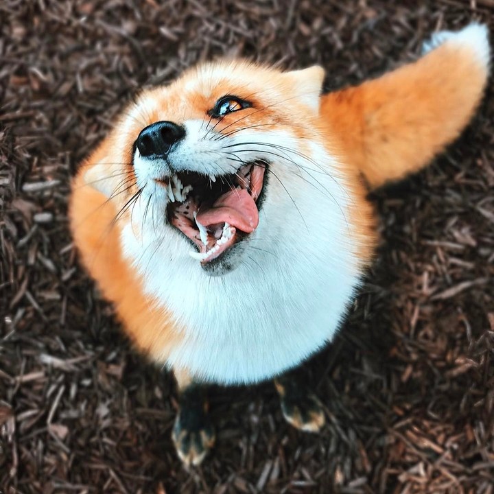 fox