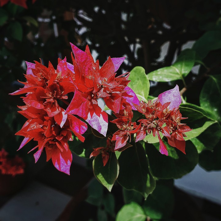 Those pinks.