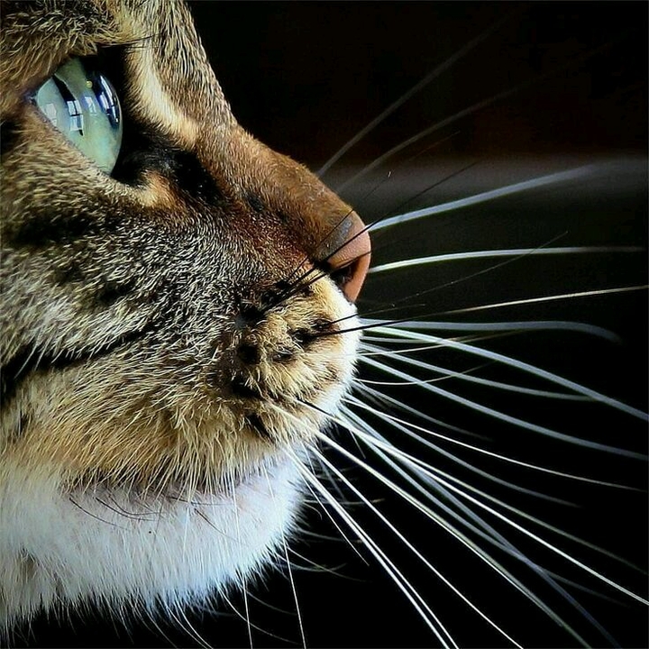 Whiskers