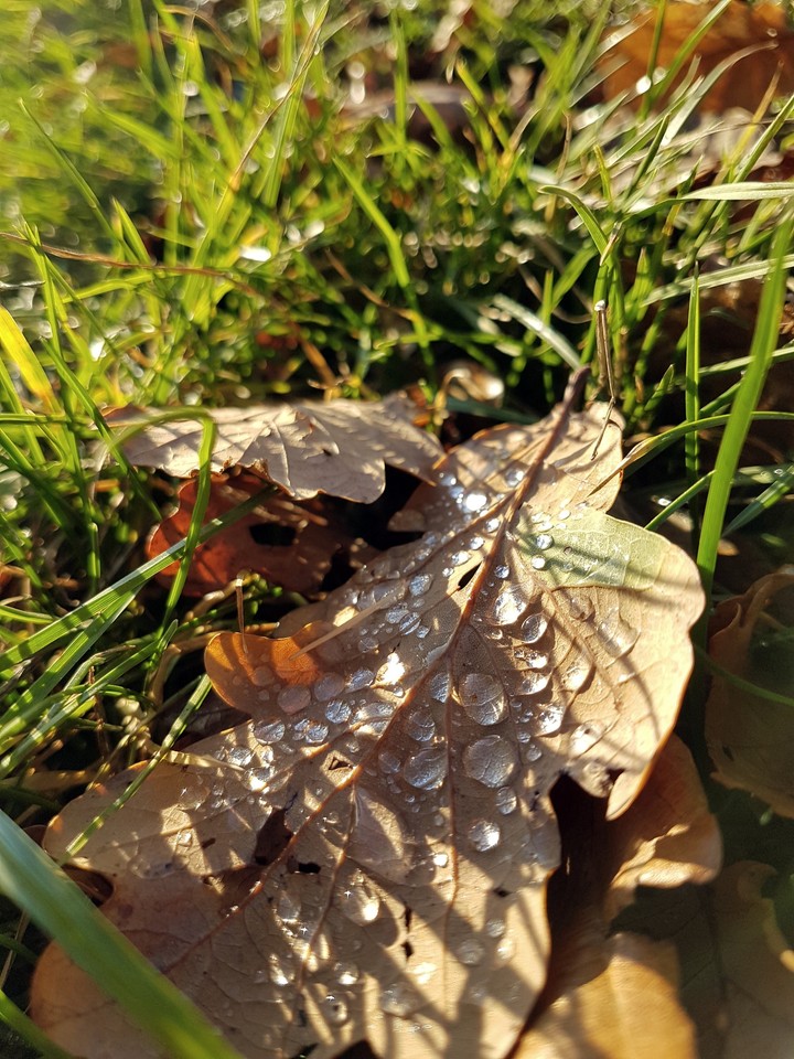 leaves