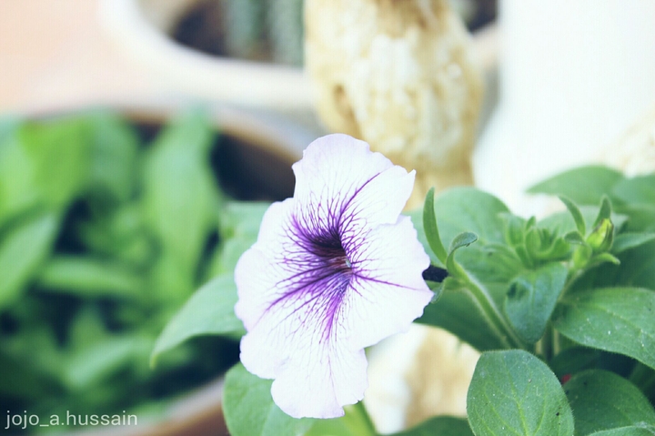 flower