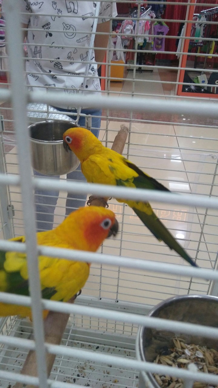 parrot