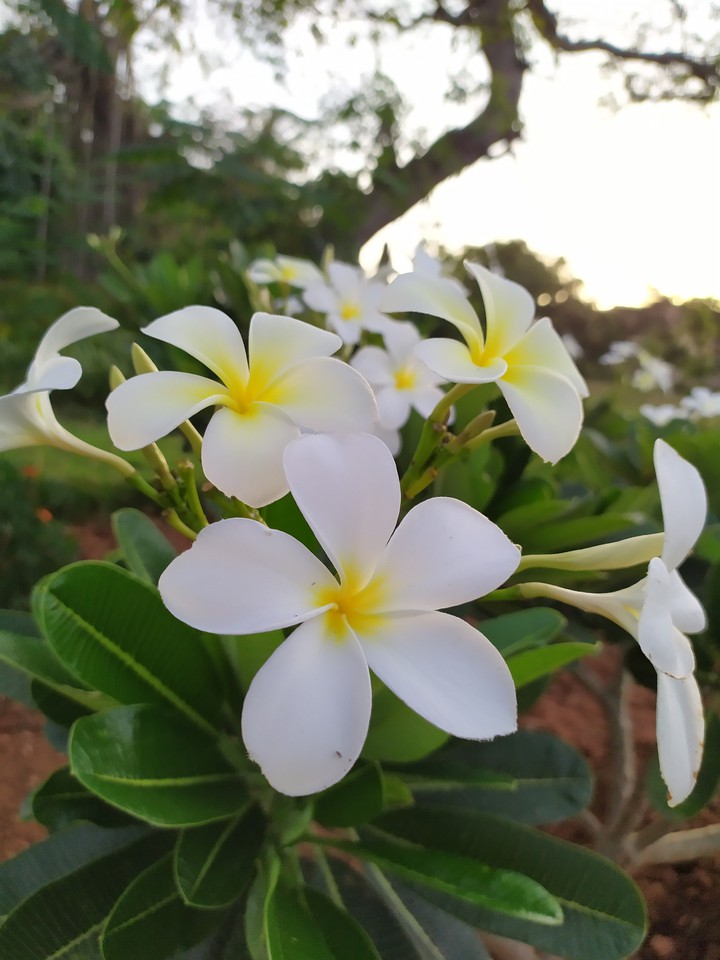 flowers