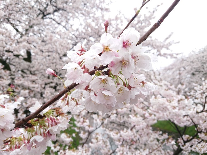 桜