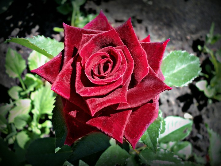roses