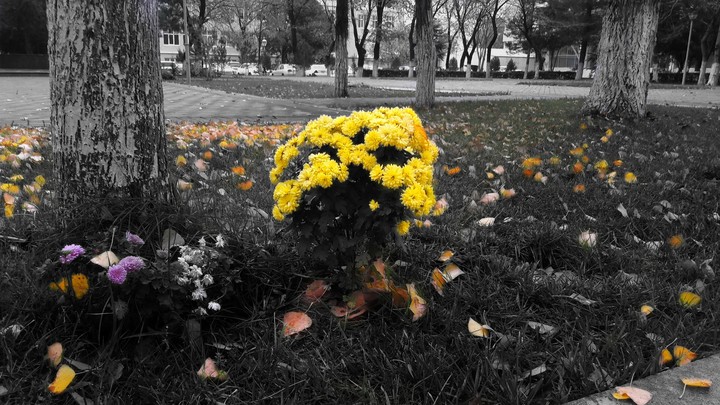 yellow