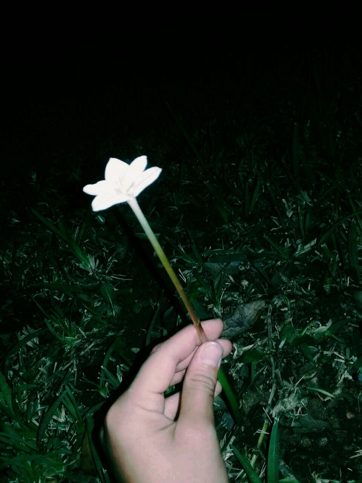 flor