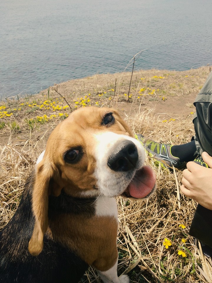 beagl