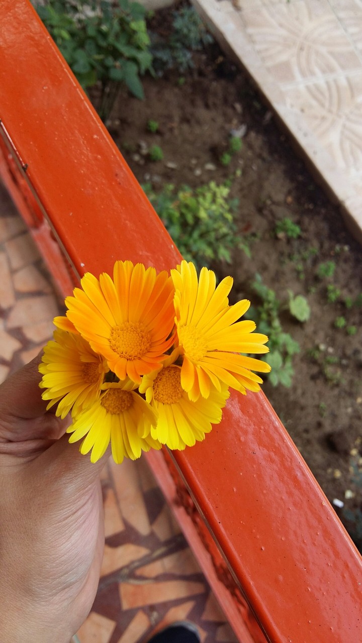 flower