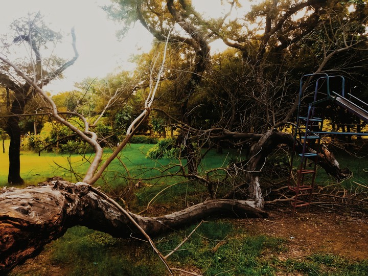 trees are pretty cool