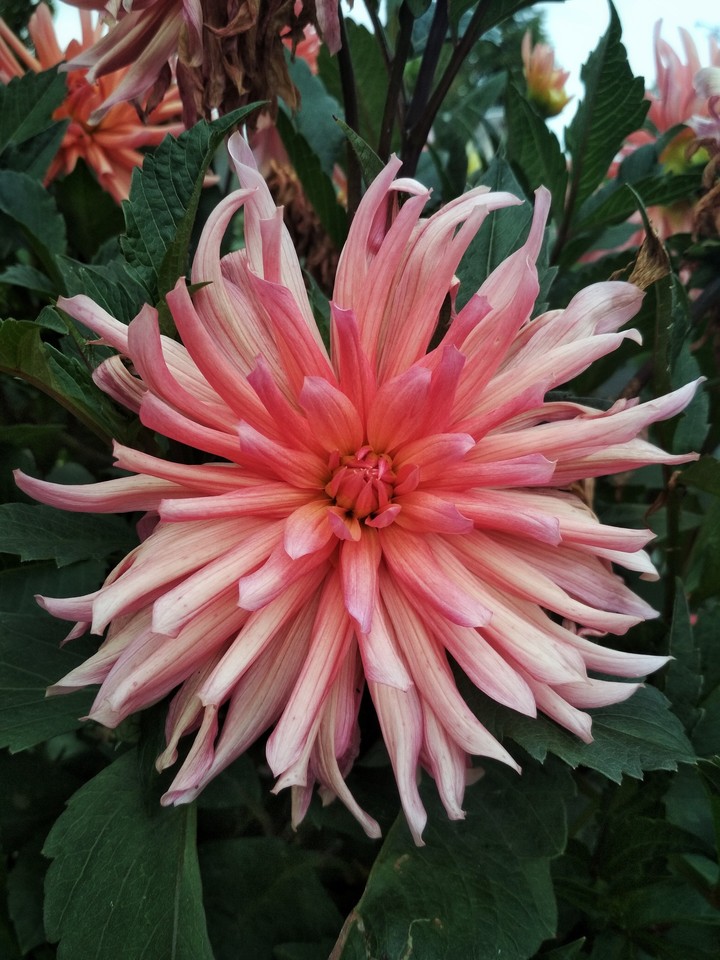 flower_1_