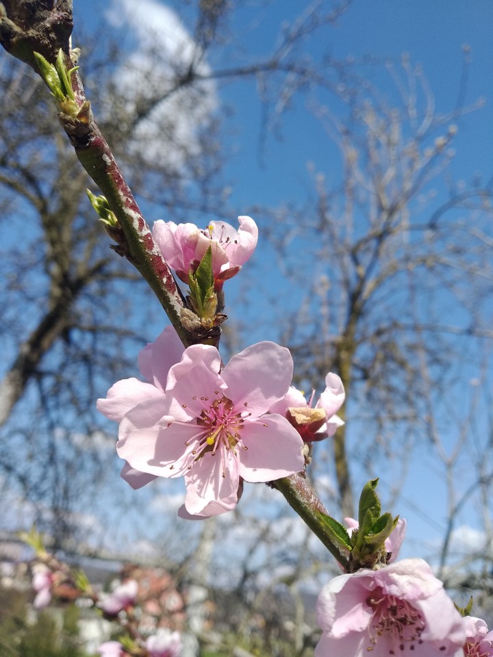 Beautiful flowers