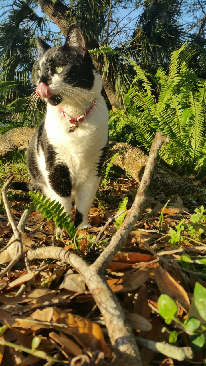 Grits Cat tasting the air