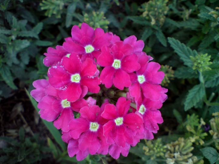 flower