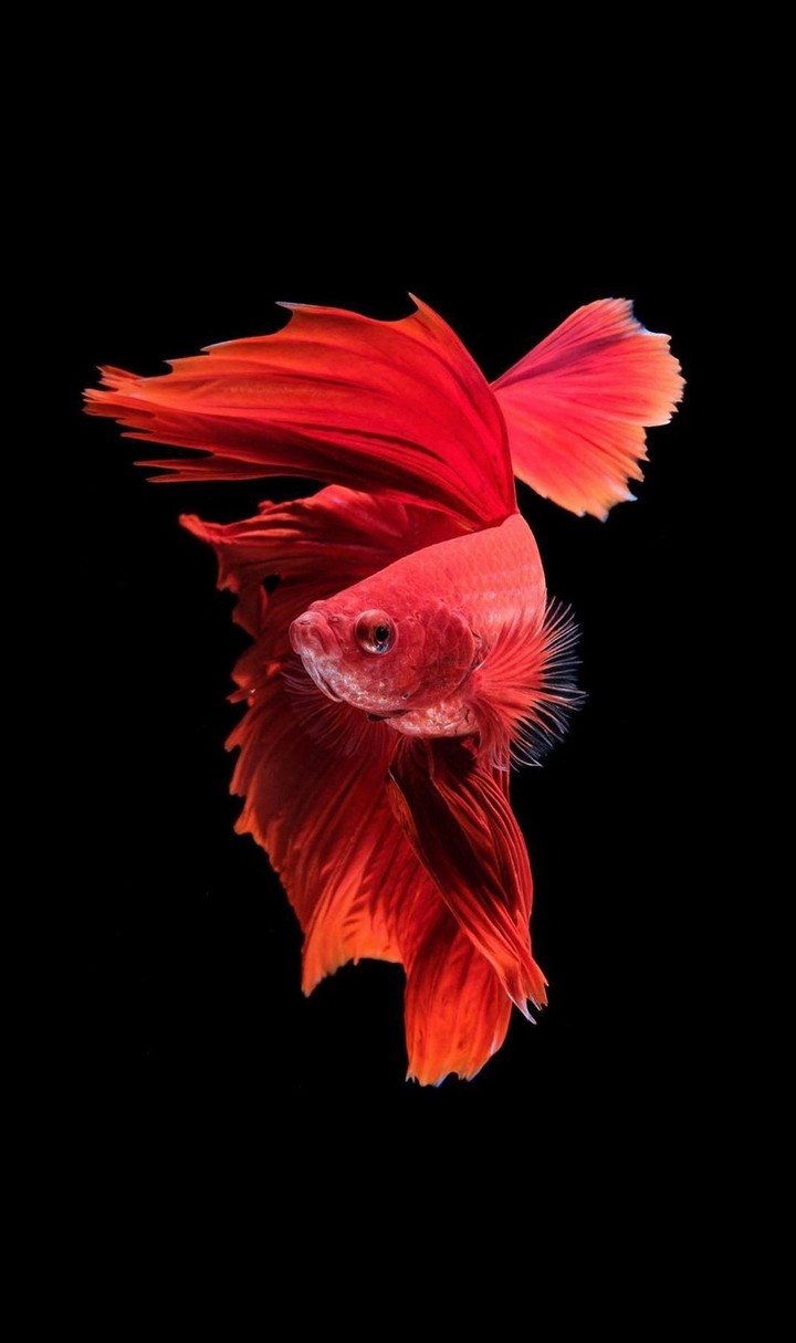 Betta fish
