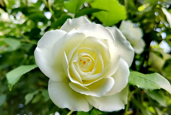 White Rose