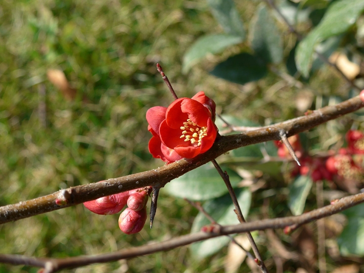 Primavera