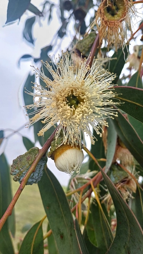 sfondi Pollen, twig