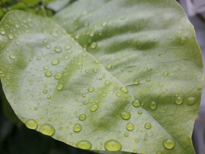 rainDrops on leave