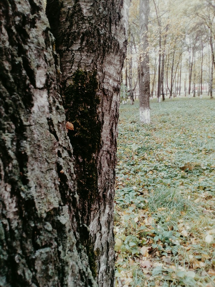 forest
