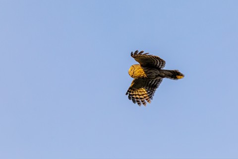 обои beak, bird