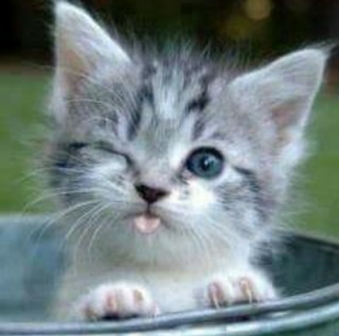 Katze