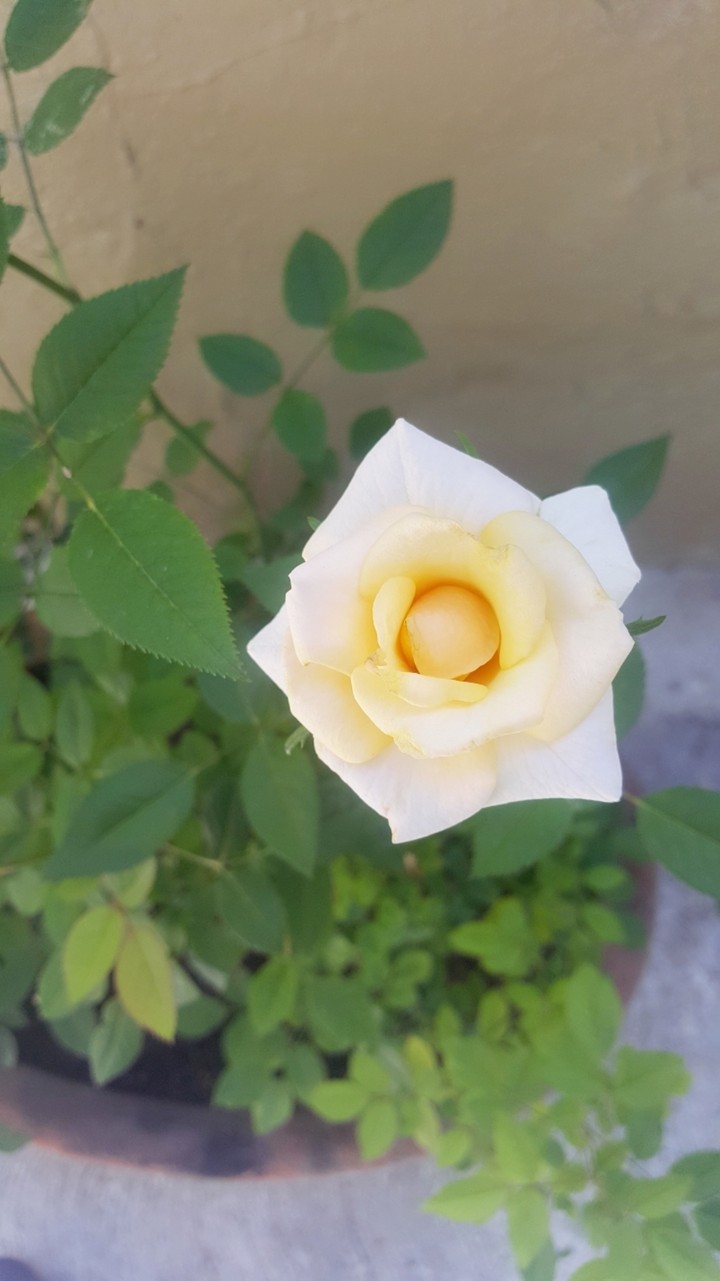 rose
