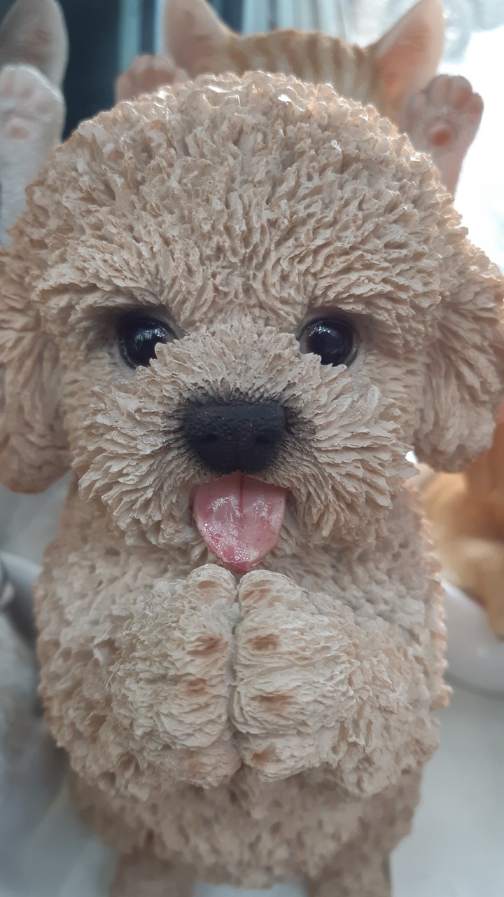 커피강아지