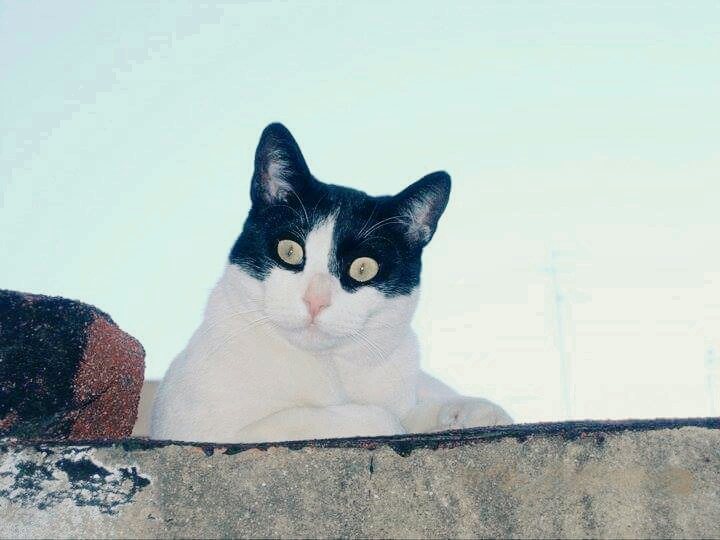 Marcos