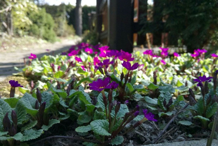 Flowers - Prymulki