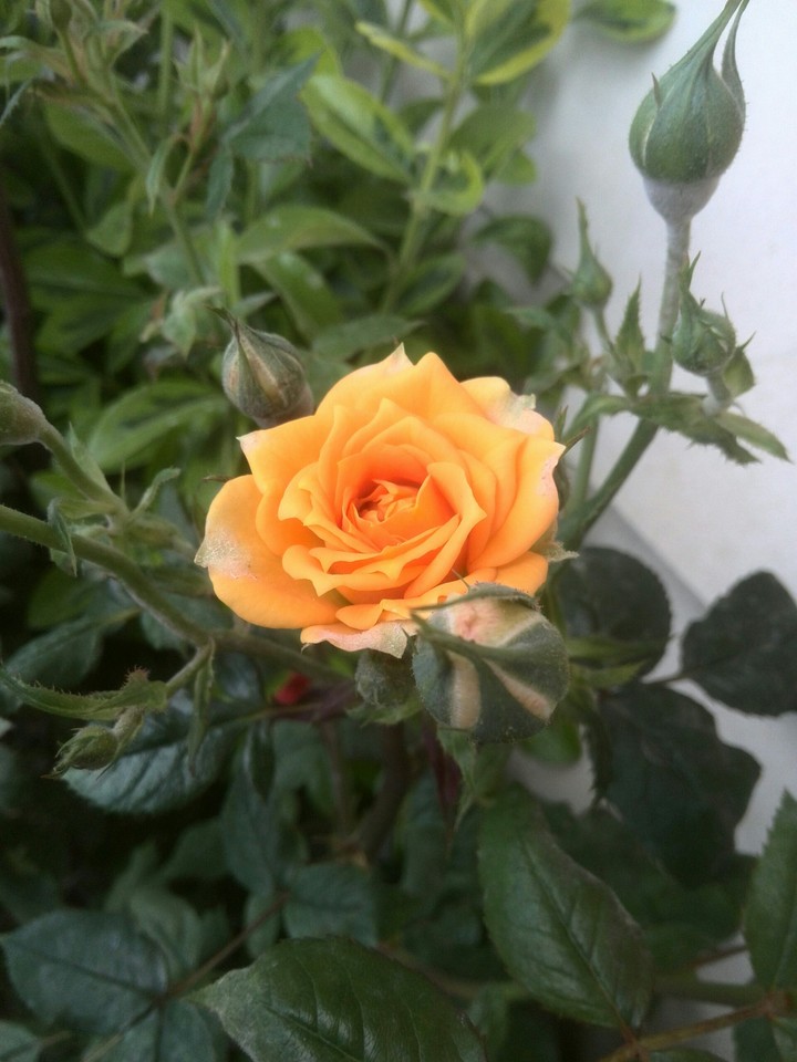 flower
