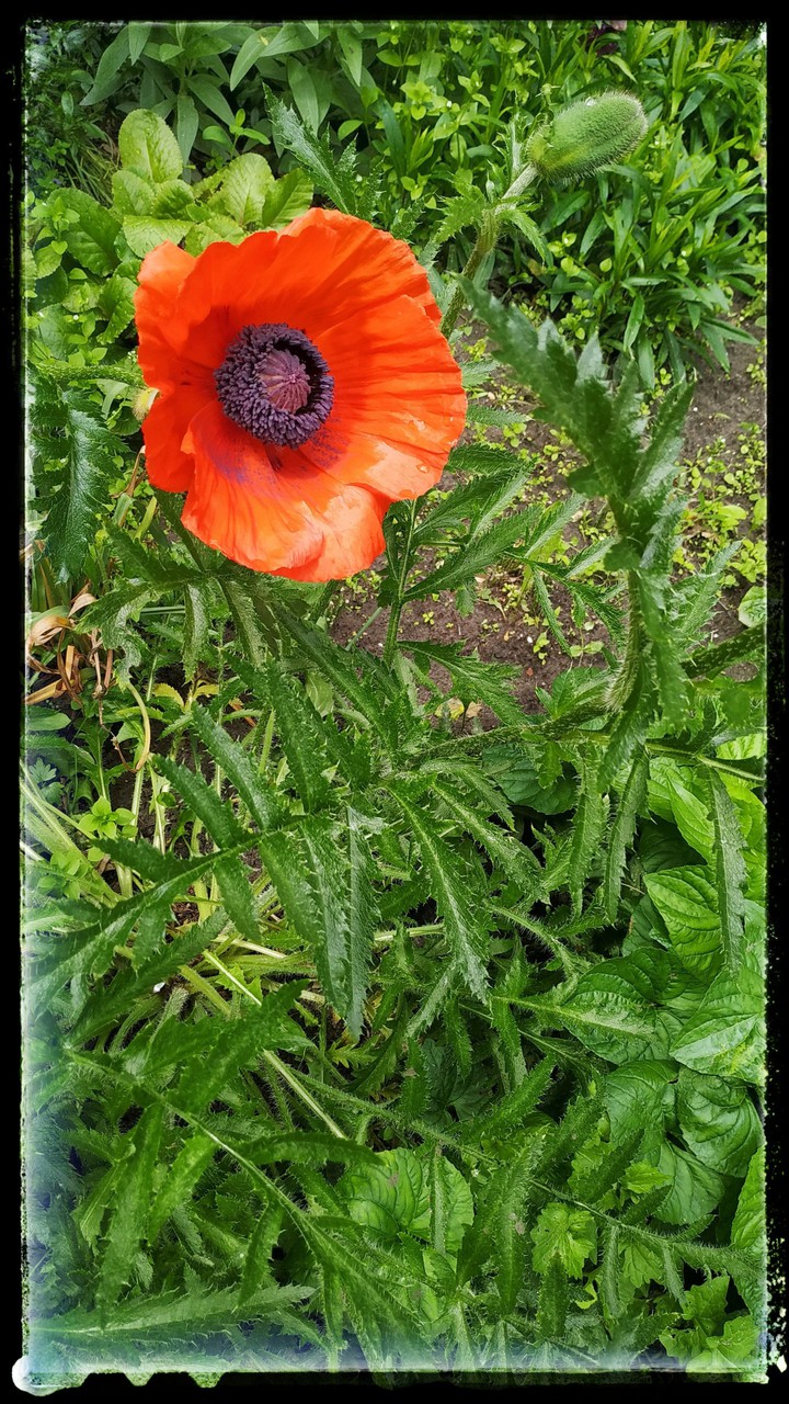 flover