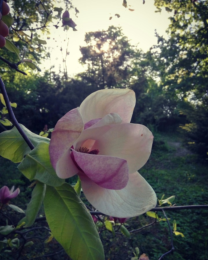 Magnolia