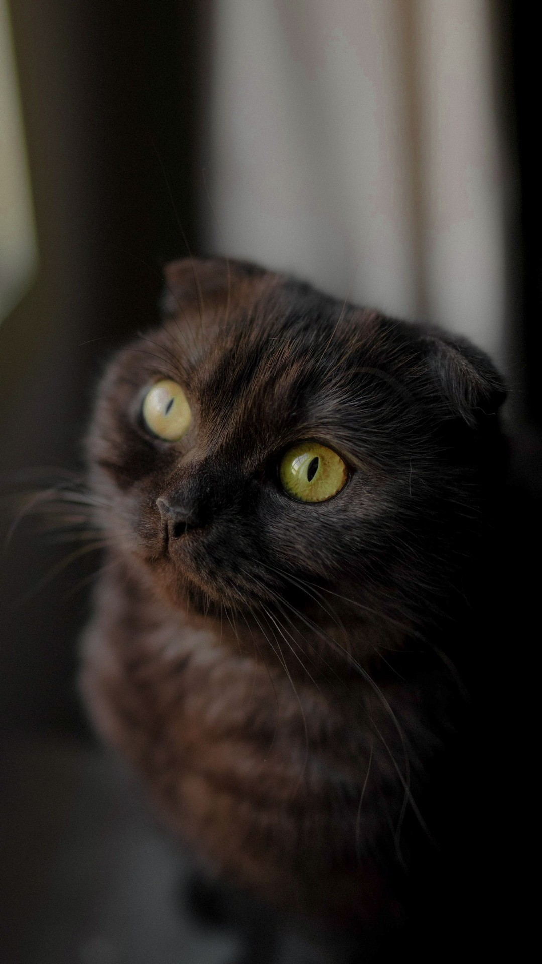 sfondi snout, felidae