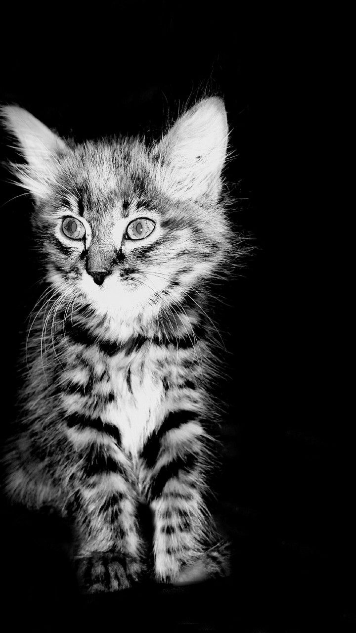 Kitty