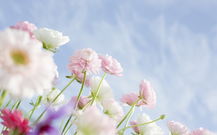 The chrysanthemums are blossoming
