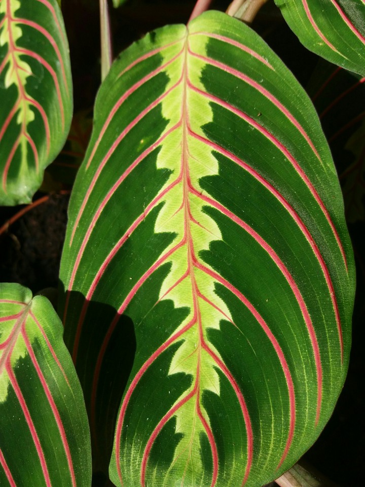 Schönes Blatt