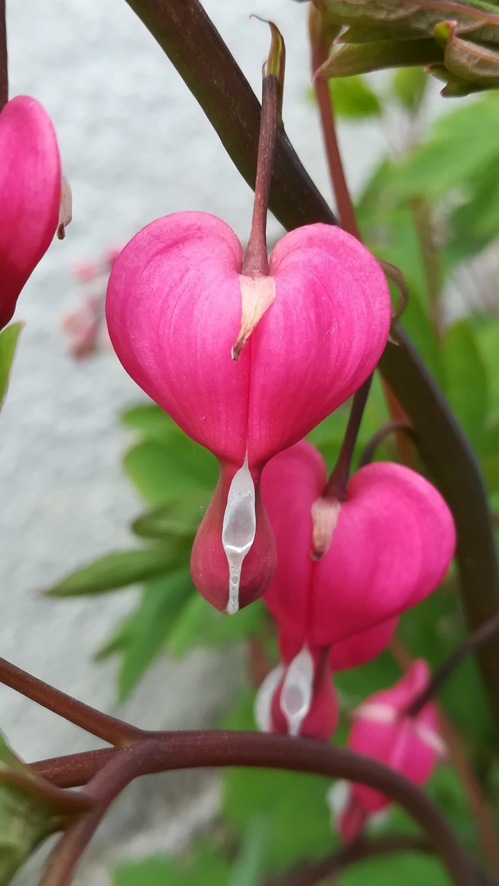 Hearts