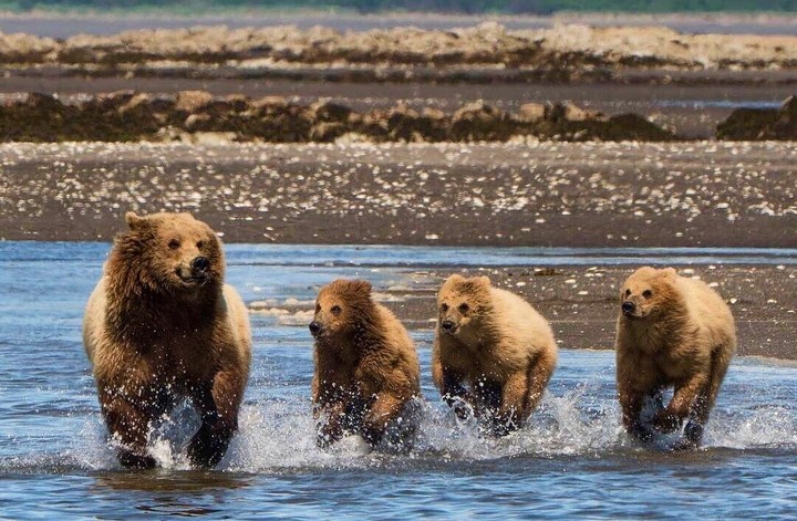 Bruin Мишки