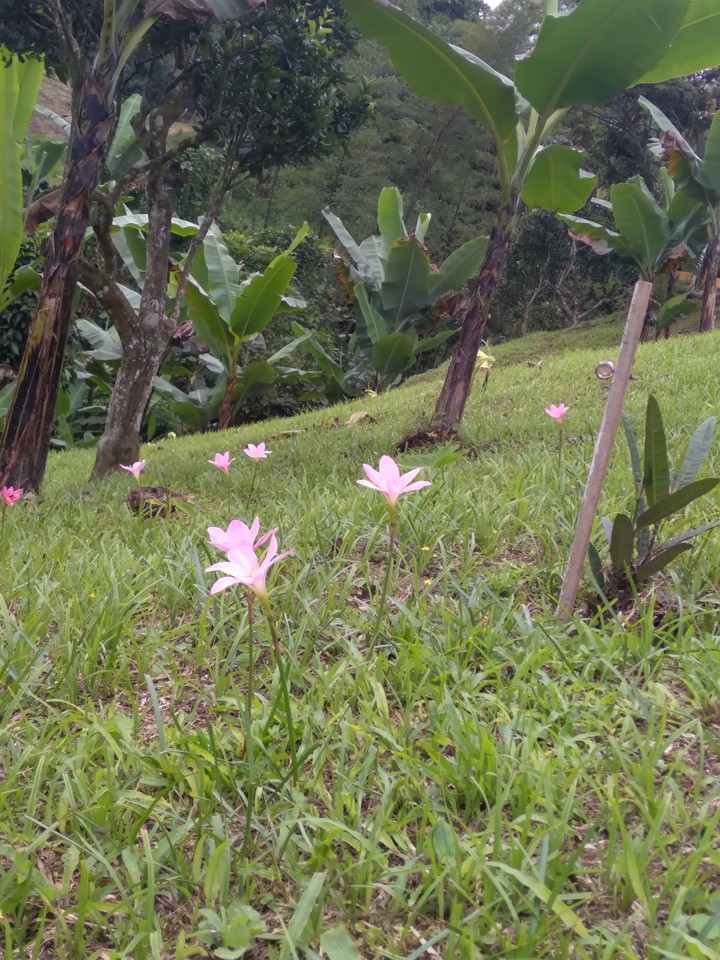 flor de san jose
