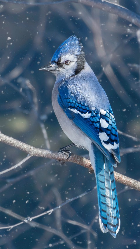 blue, bird wallpapers
