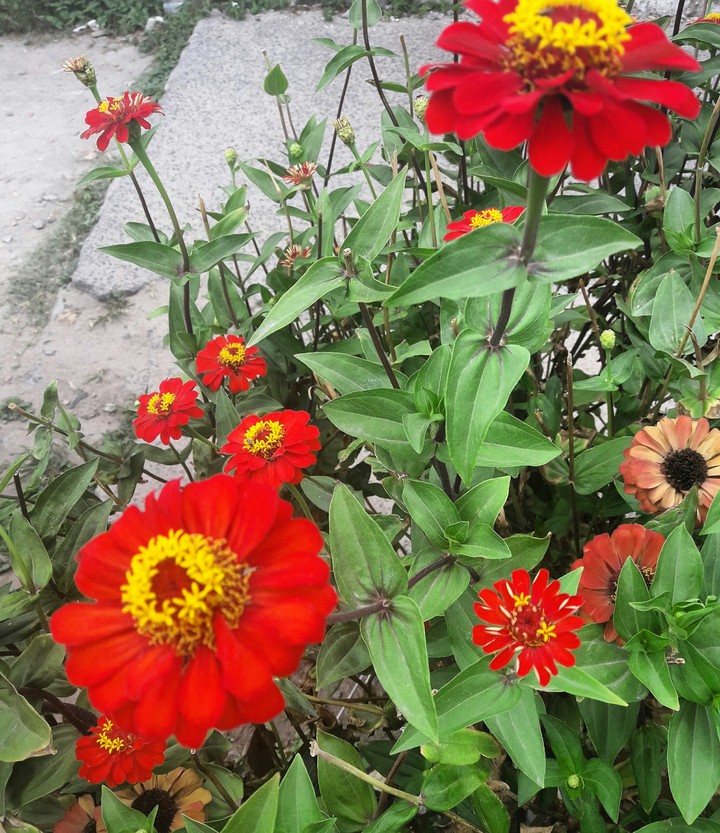flower red