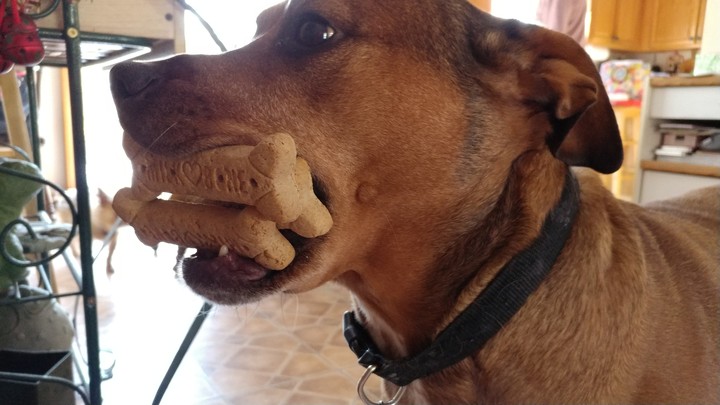 Maddie takes her cookies with her