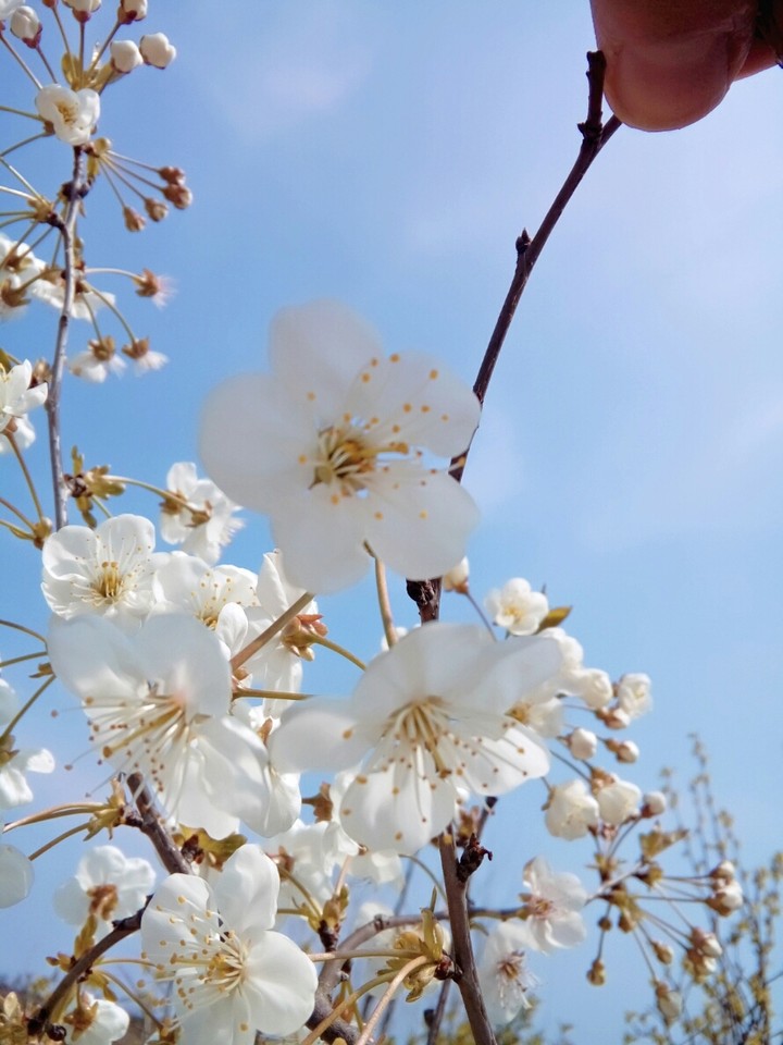 آلبالو باغچه رودسر ایران