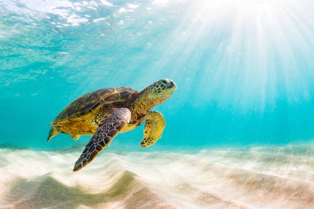sea ​​turtle II