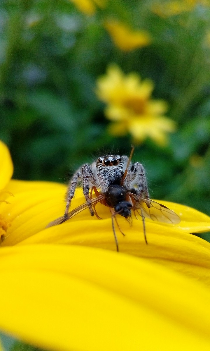 spider