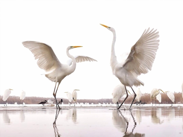 mating dance of cranes